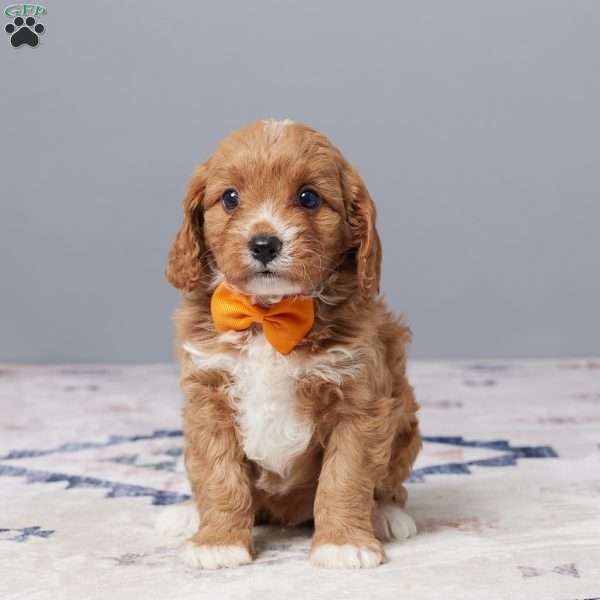 Dexter, Cavapoo Puppy
